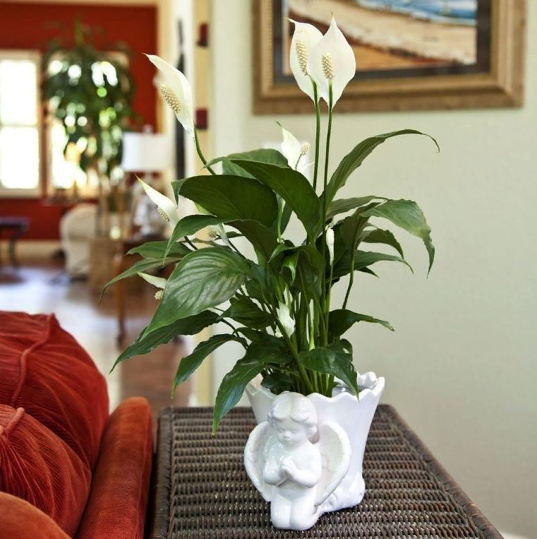 10 растений, чтобы украсить дом по фэншуй | myDecor